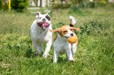 two dogs running happily and playing in a field