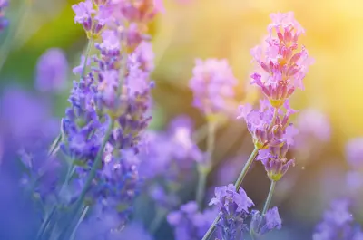 Closeup of purple flowers.