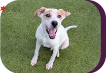 happy dog sitting and smiling