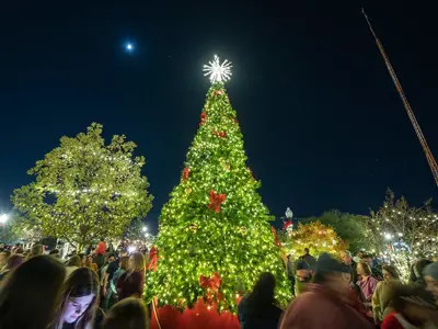 brightly lit tree against a dark night sky filled with stars.