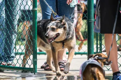dogs being walked by their owners into a fenced park